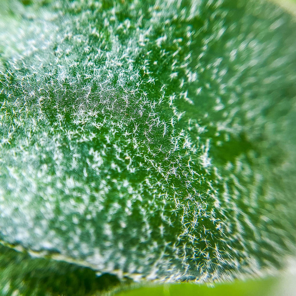 Küçük resim: Platycerium Bifurcatum - Geyik Boynuzu Eğreltisi (8.5 cm Saksıda)