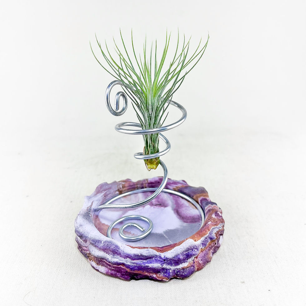 Küçük resim: Tillandsia Funckiana (S) - Hava Bitkisi Çiçeği Air Plant