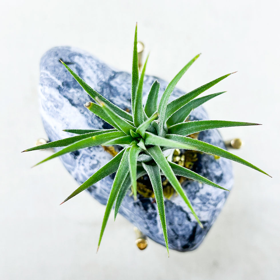 Küçük resim: Natural Elegance (Gold) Tillandsia ionantha Hava Bitkisi Airplant Aranjman