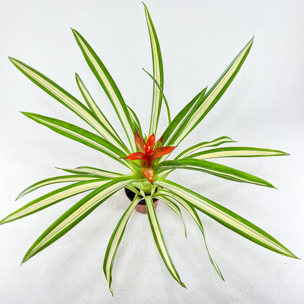 Küçük resim: Guzmania Minor "Ice Cream" (5.5 cm Saksıda) - Özel Tür Bromeliad Guzmanya