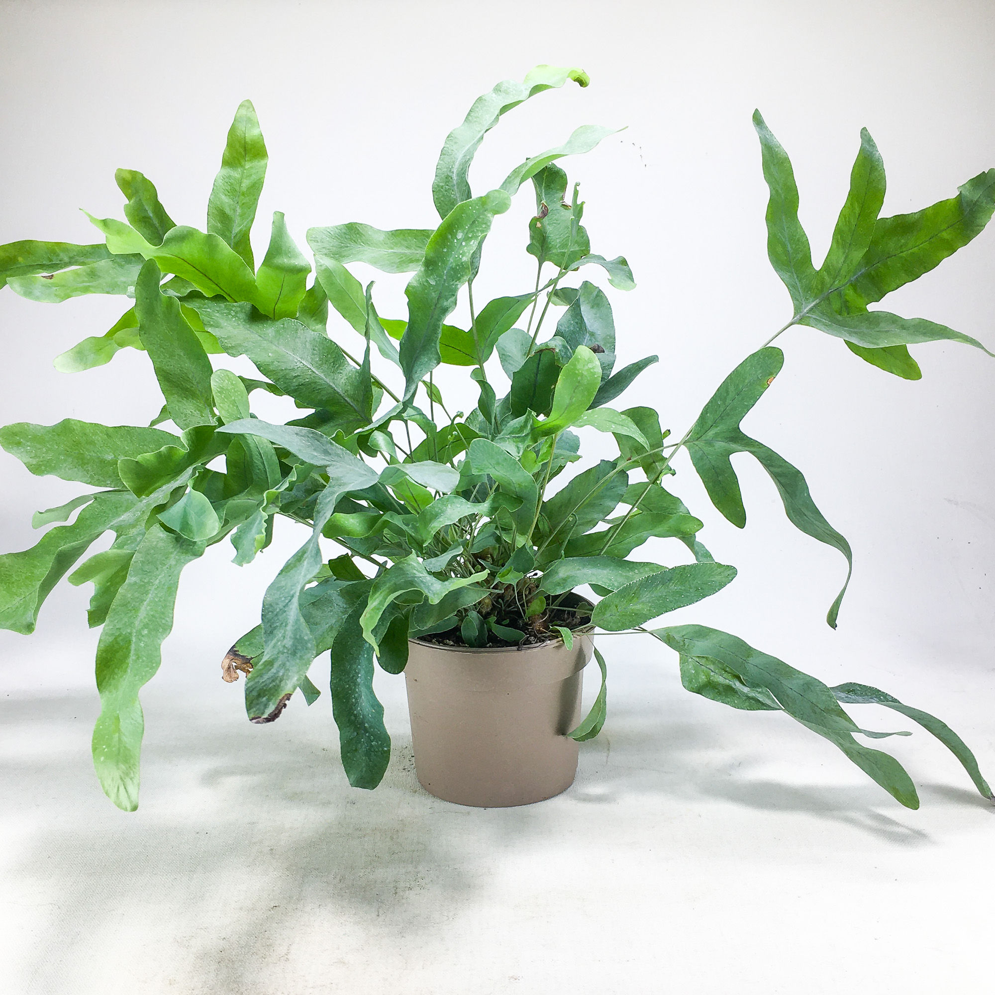 Phlebodium Aureum (8.5 cm Saksıda) Blue Star Fern Eğrelti