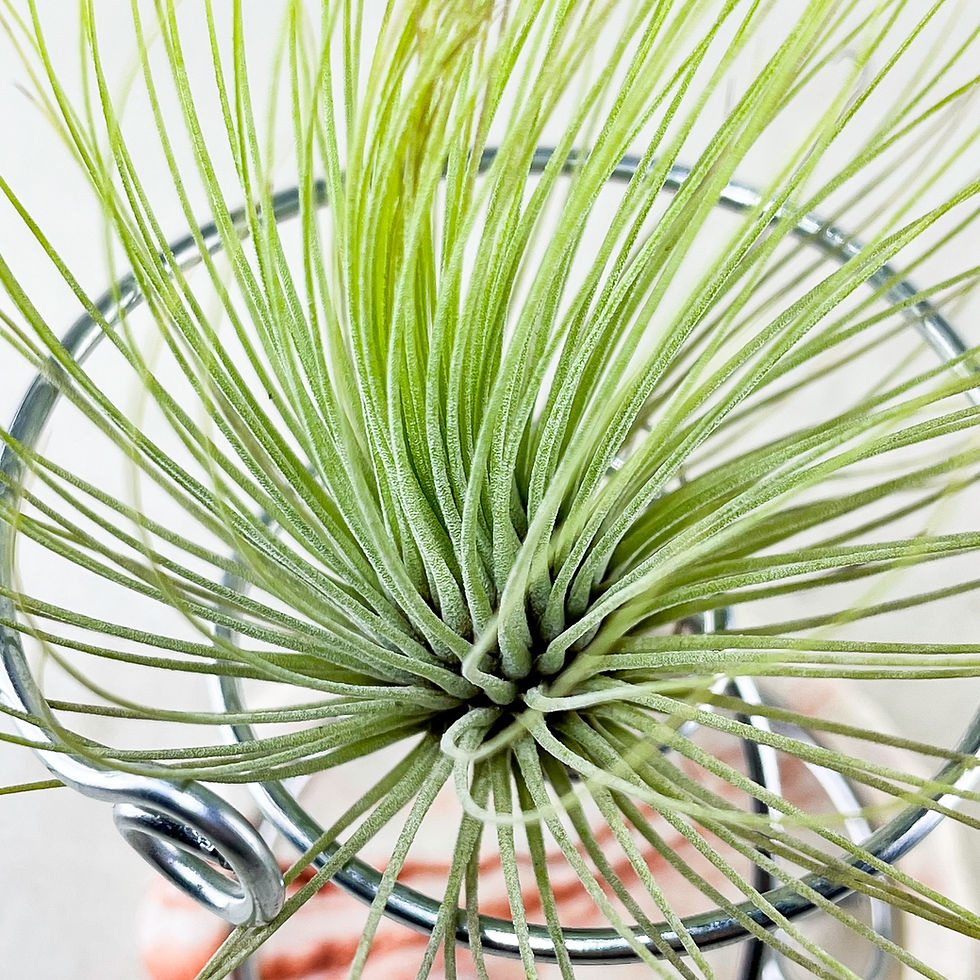Küçük resim: Tillandsia Andreana (M) - Hava Bitkisi Air Plant