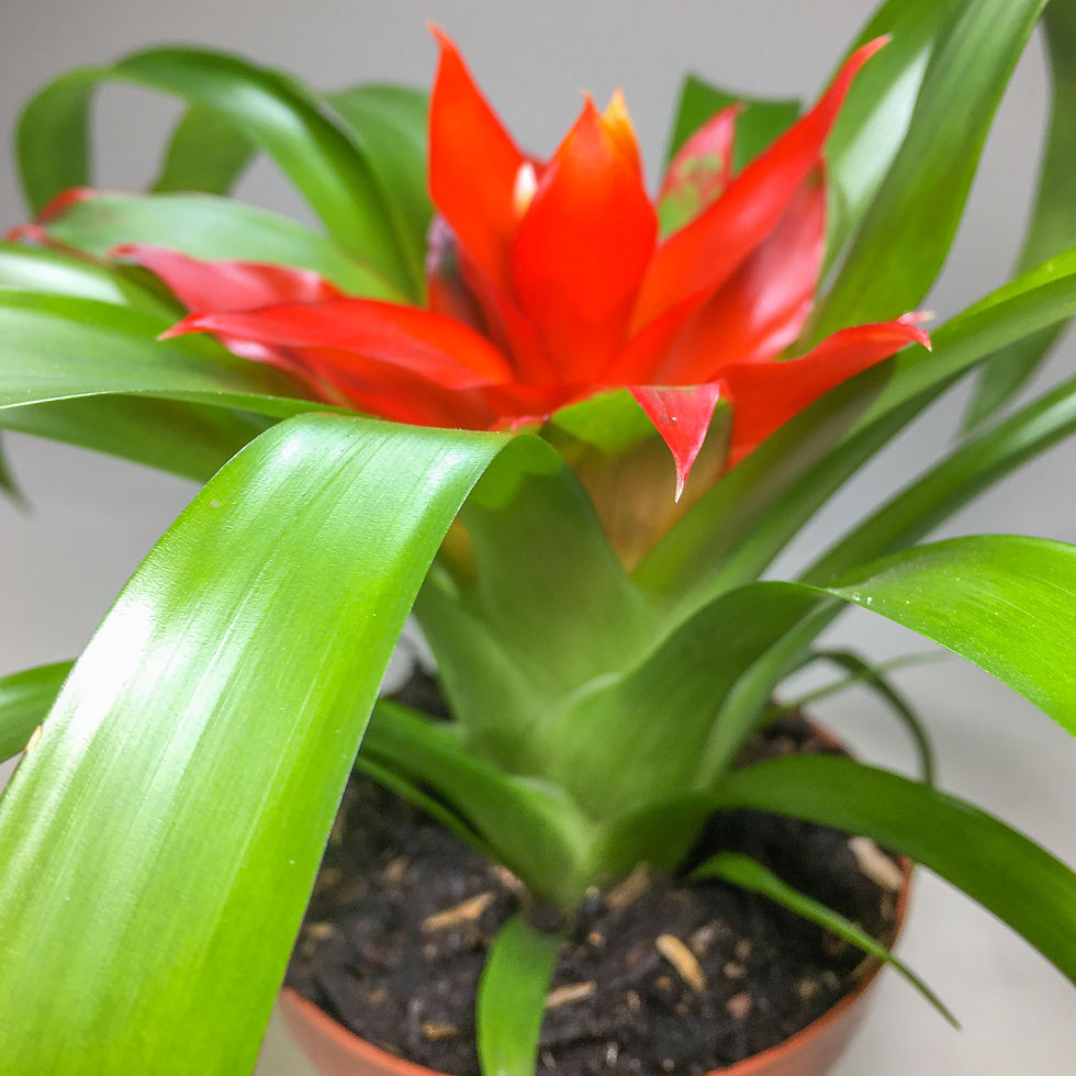 Küçük resim: Guzmania Minor (8.5 cm Saksıda)