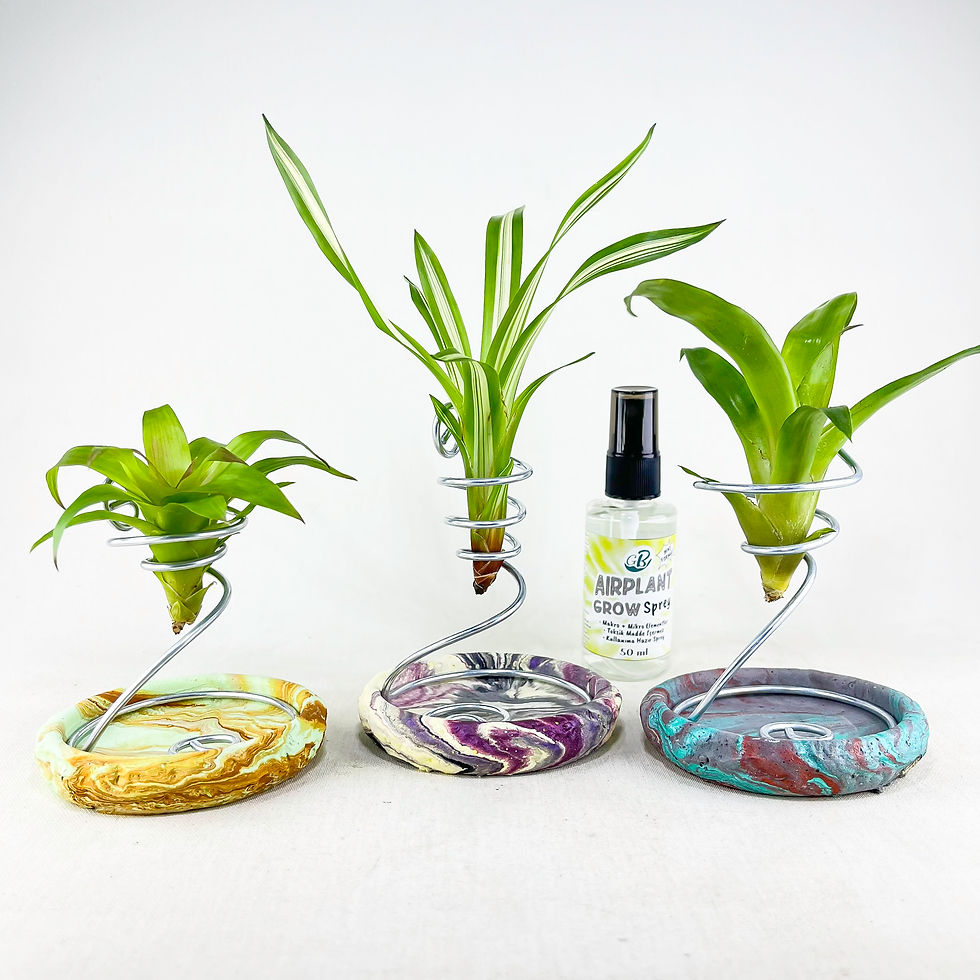 Küçük resim: Bromeliad Set No:1 - Alev Kılıcı Guzmanya Seti