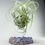 Küçük resim: Tillandsia Gardneri (L) - Özel Tür Hava Bitkisi Airplant
