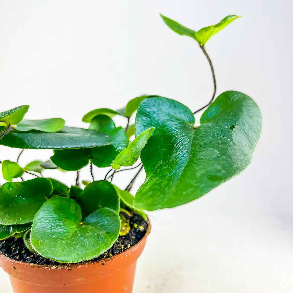 Küçük resim: Hemionitis Arifolia - Heart Fern (7 cm Saksıda) Özel Tür Kalp Eğrelti