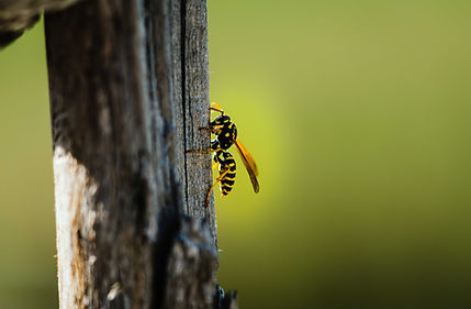 Wasp Control Service