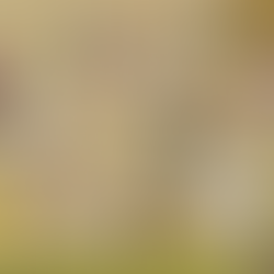 Flesh Of The Gods - Religious Drug Use Throughout History