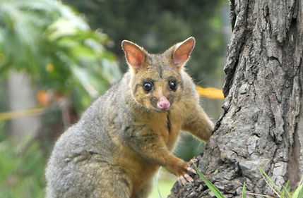 Possum Trapping & Relocation Service