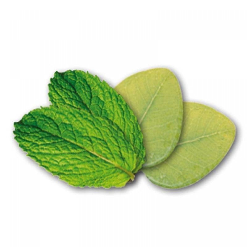 Menthe et eucalyptus