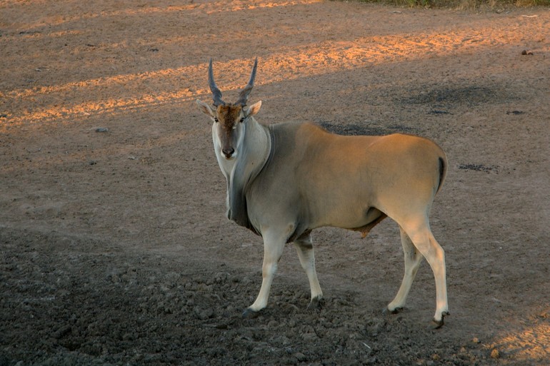 ELAND