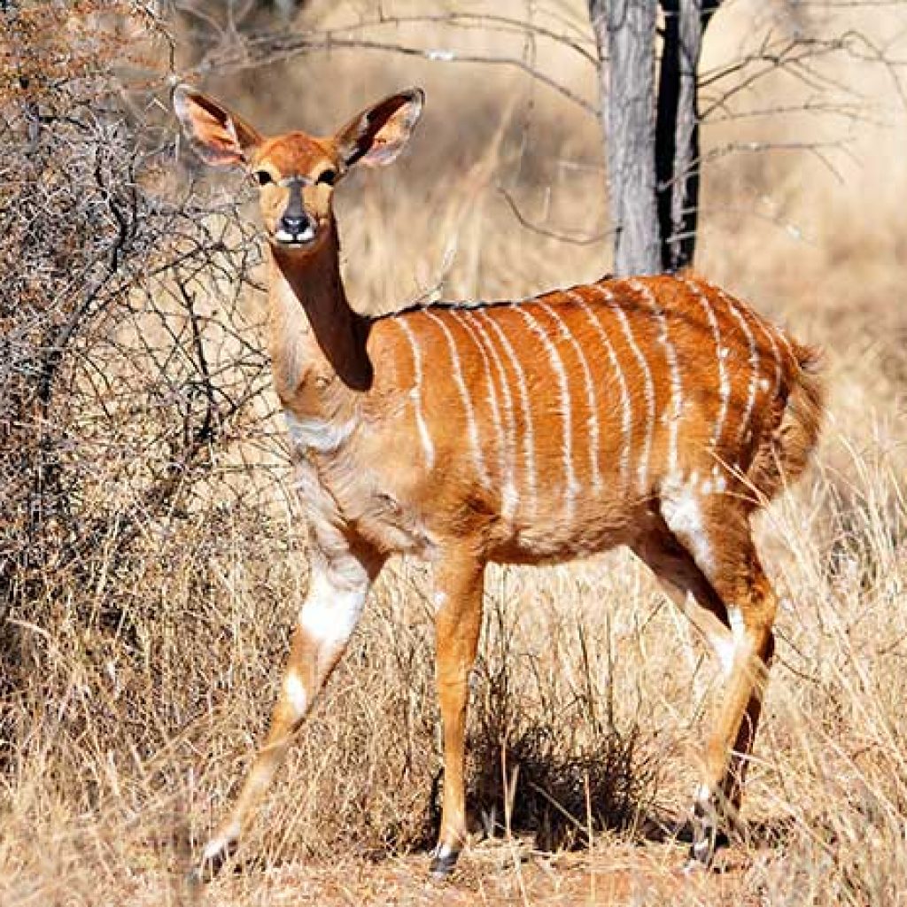NYALA EWE