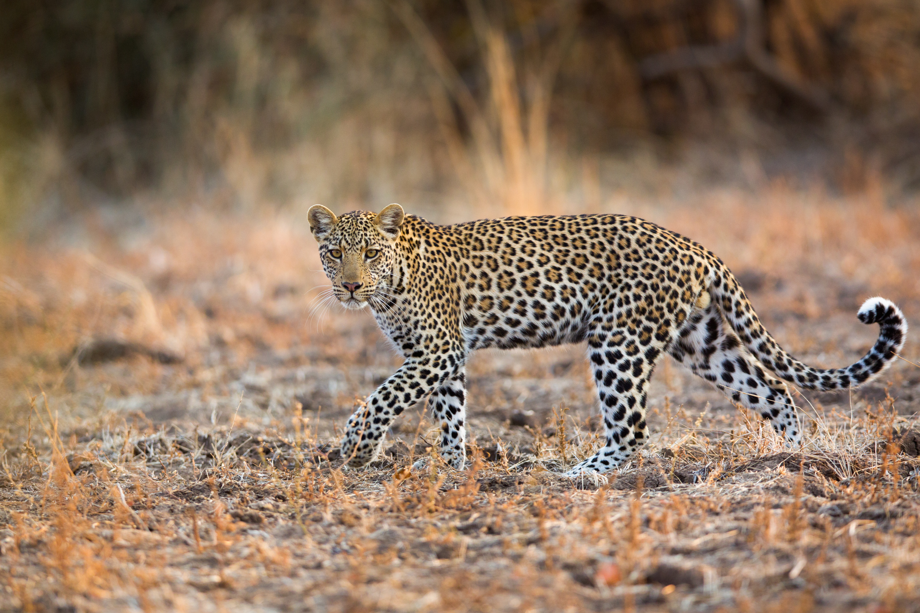 LEOPARD