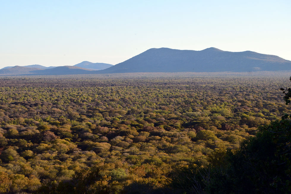 Landscape
