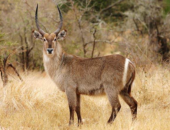 WATERBUCK BULL