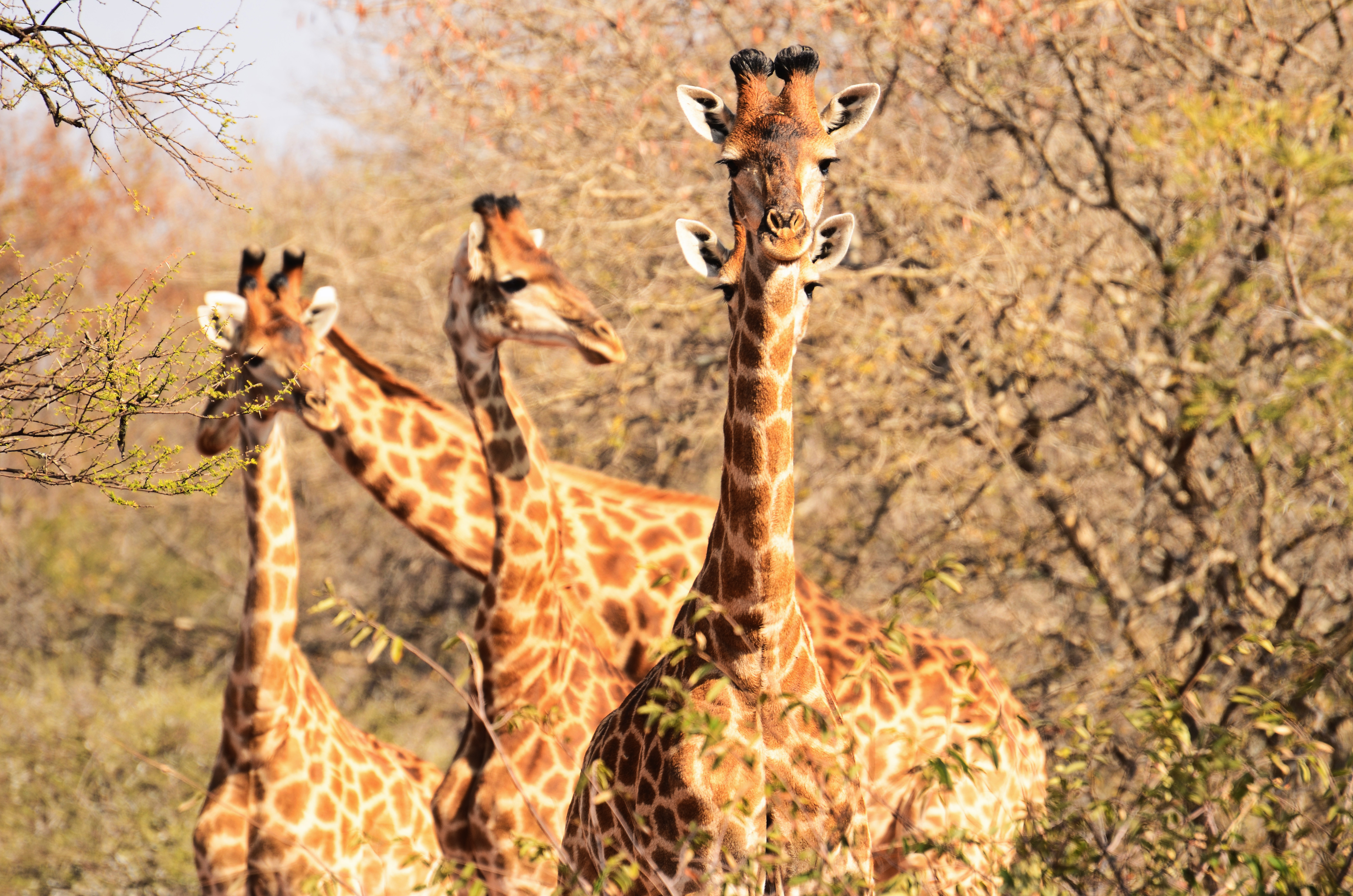GIRAFFE
