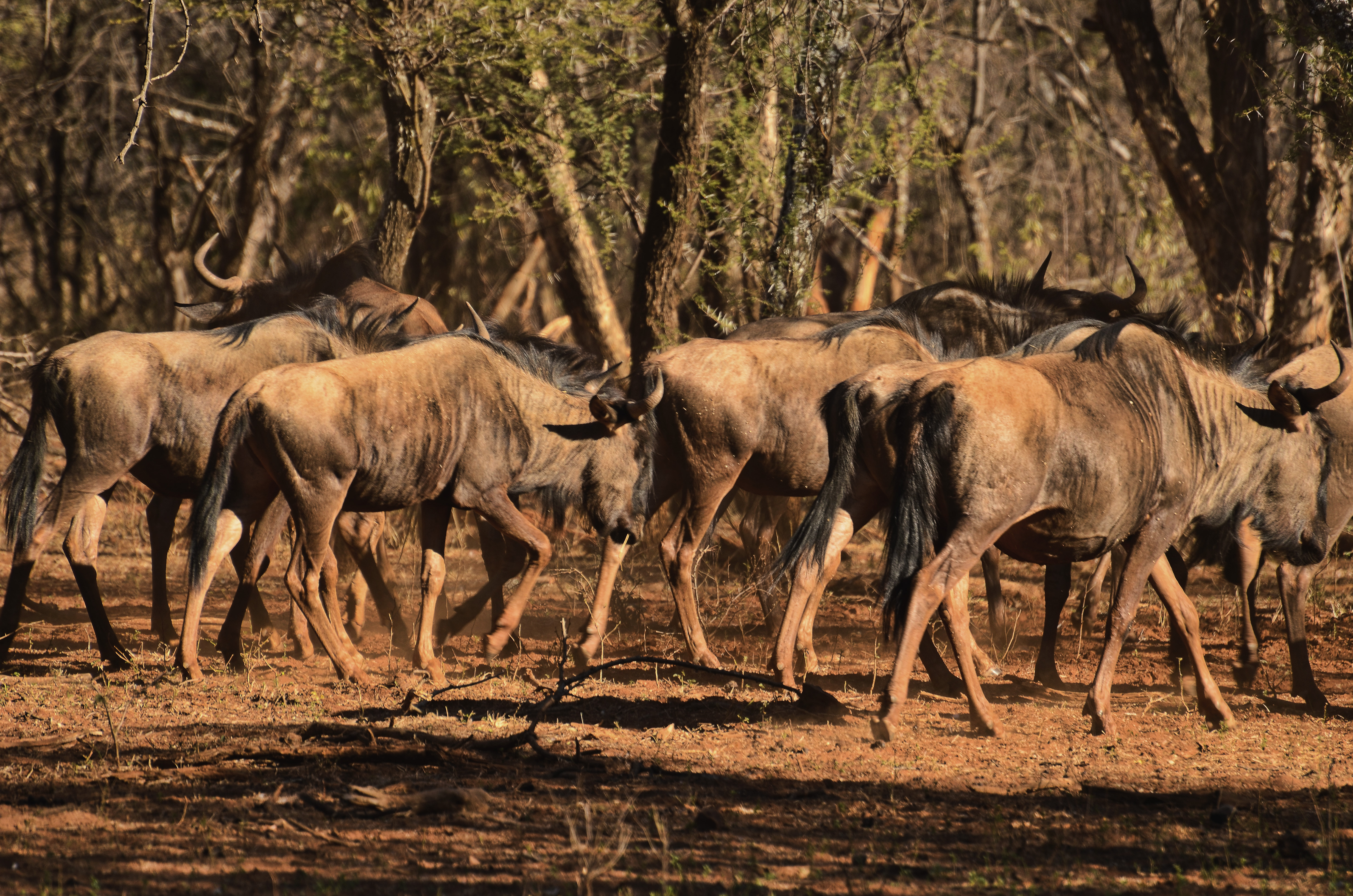 BLUE WILDEBEEST