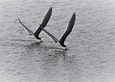 Black Skimmers edit 1.jpg