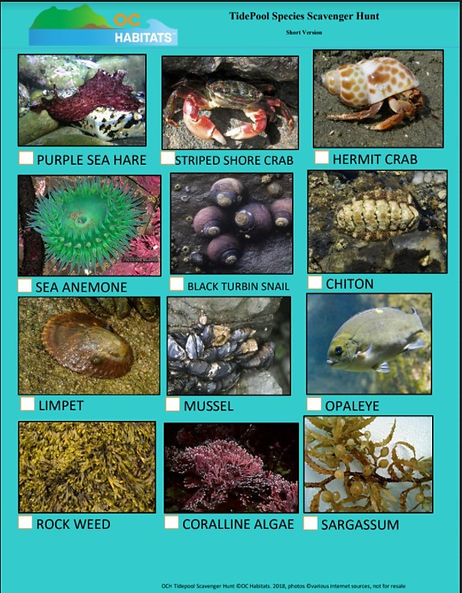 Tide Pool Scavenger Hunt page 1 jpeg.jpg
