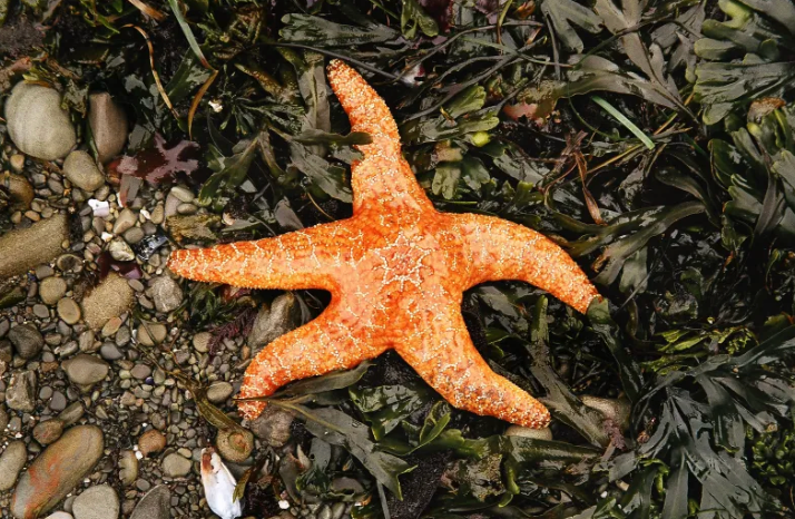 Ochre sea star exposed during low tide. Photo Credit: Smithsonian Ocean