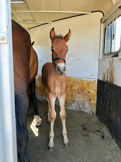 1st trailer ride