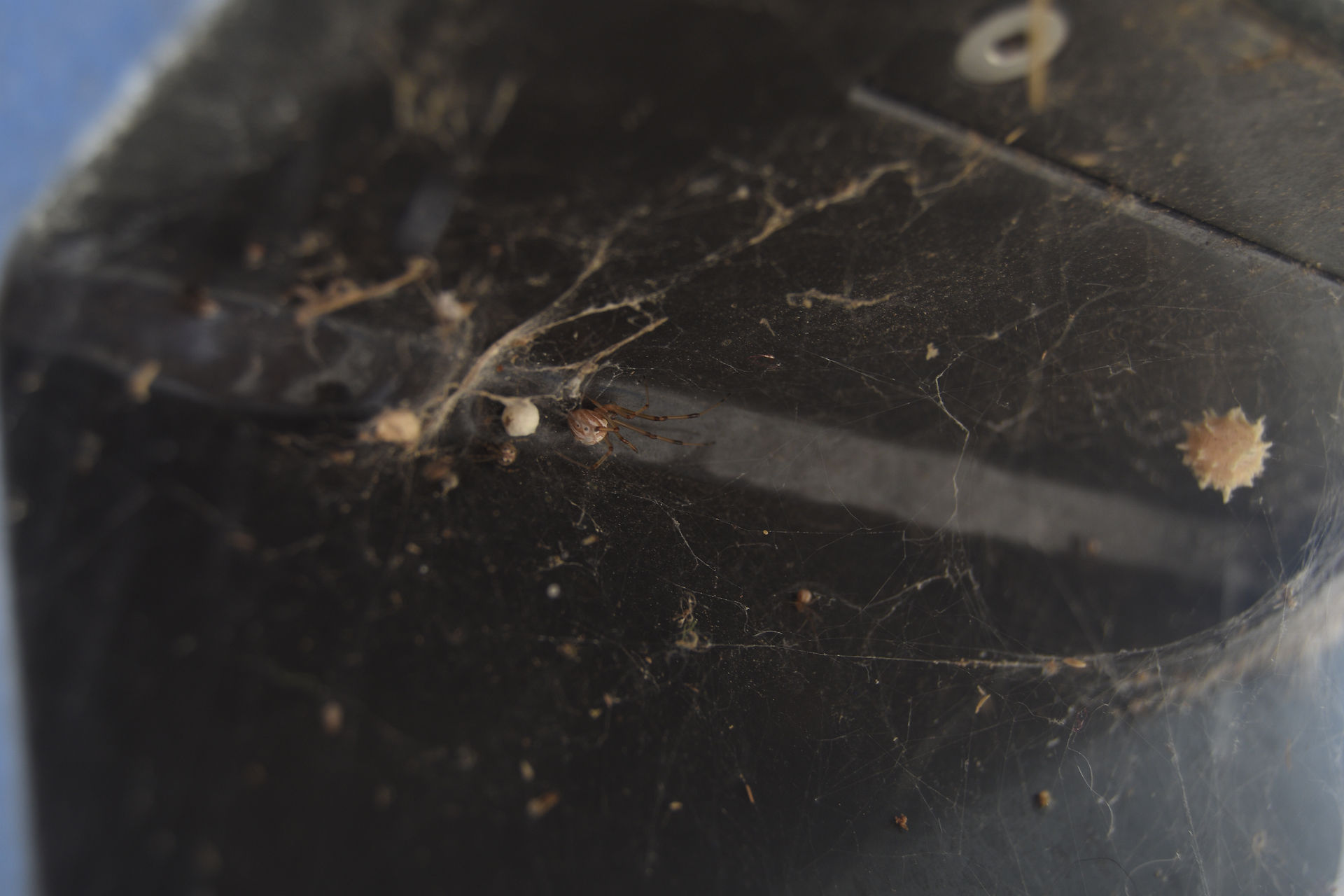 An insect