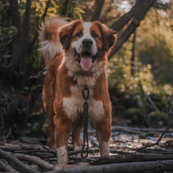 Hình thu nhỏ: Monte Traffic Lead リットハウラー モンテ トラフィック リード 9mm or 10mm