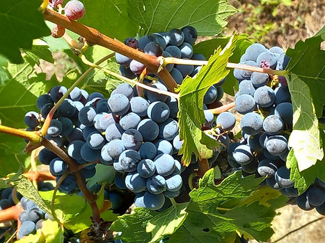 raisins rouges.jpg