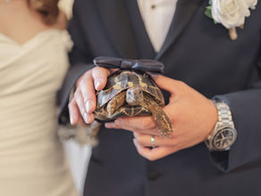 This is a lunch wedding ceremony in The Vancouver Club feature a tortoise as their pet witness for Pawfect Witness Program