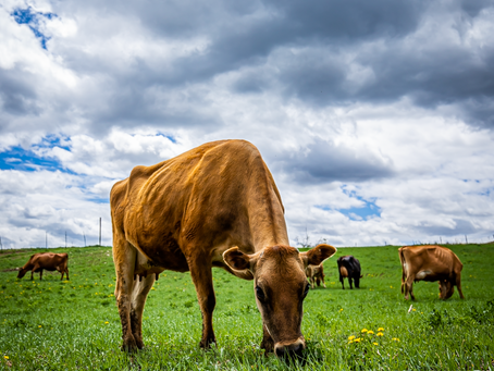 HOLY COW - Product Photography that is UDDERLY out of this world!