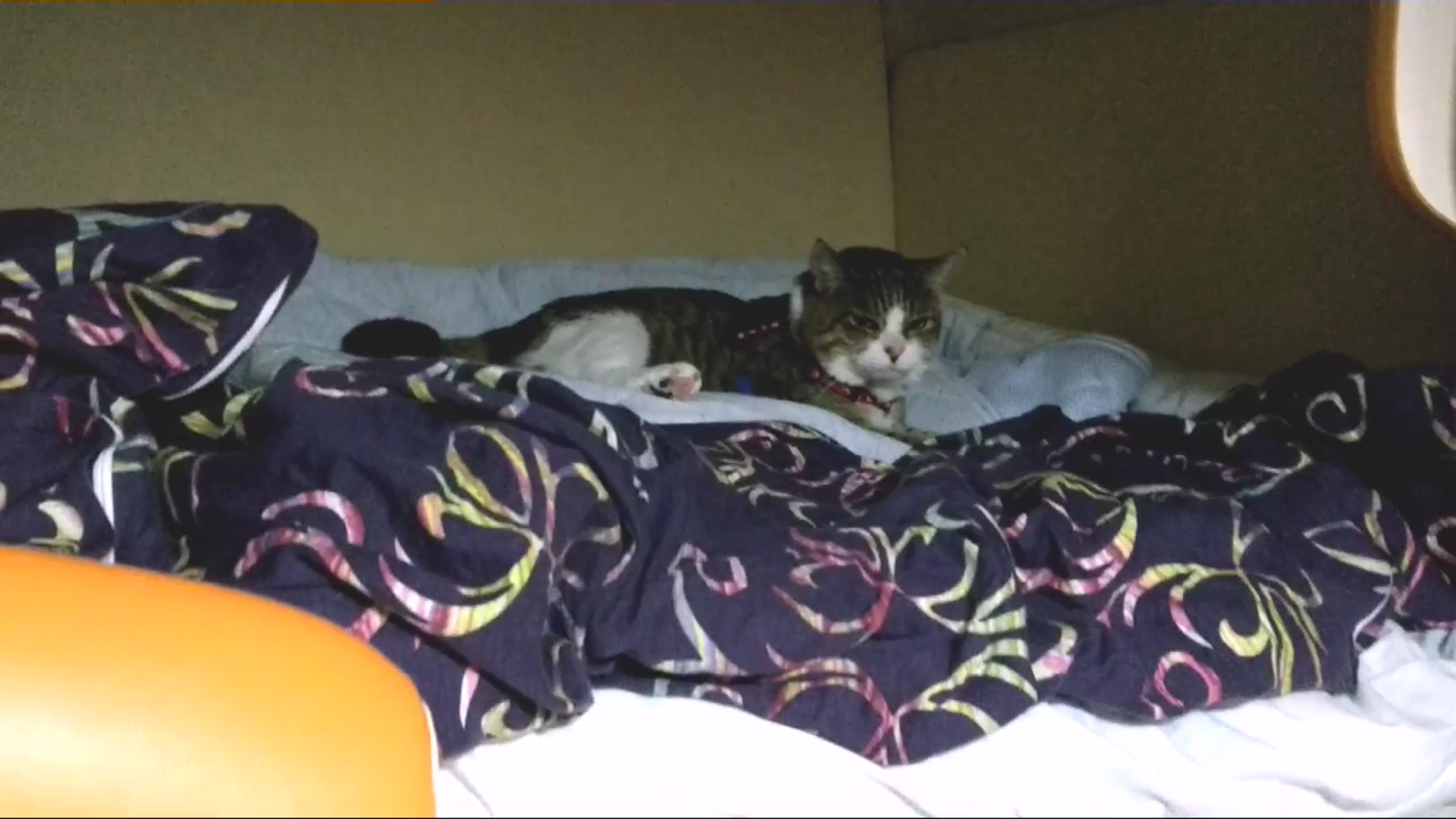 猫ちゃん旅行