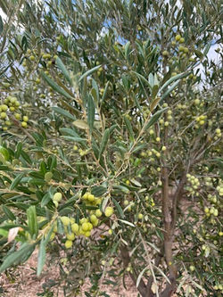 4E595CAD-EDA3-4F18-BC35-DA0B2E0AE121_4_5005_cequus jardinillo