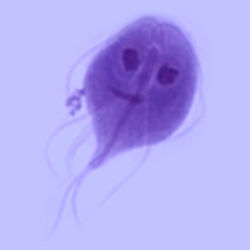 giardia mens behandeling