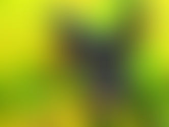 “Pet Song” By “Shortout Kid”