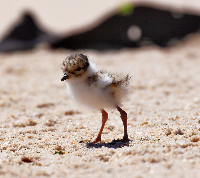 1376_hooded plover chick_Glenn Ehmke.jpg