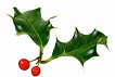 Christmas Holly