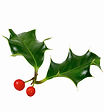 Christmas Holly