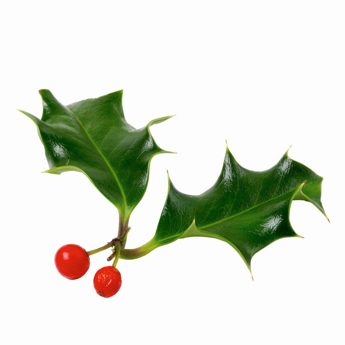 Happy Holly Day!