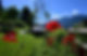 blumen rot
