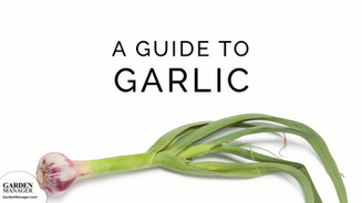 Growing Garlic