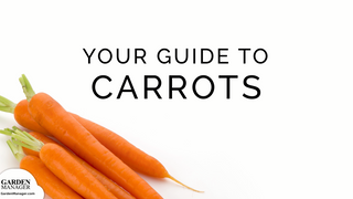 How to Grow Carrots