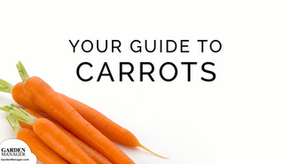 How to Grow Carrots
