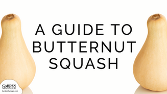 Butternut Squash Growing