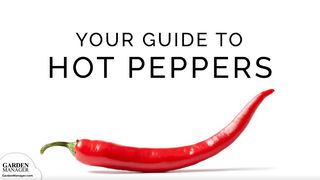 Growing Hot Peppers