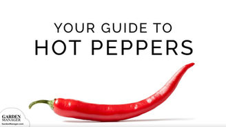 Growing Hot Peppers