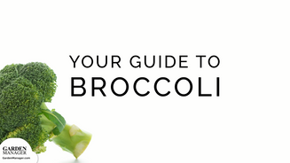 Growing Broccoli