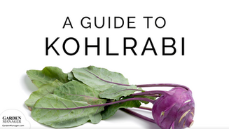 Growing Kohlrabi