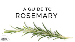 Growing Rosemary