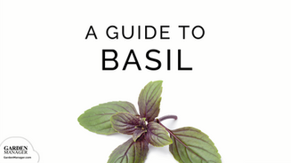 How to Grow Basil From Seed