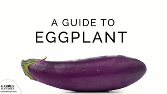 Growing Eggplants